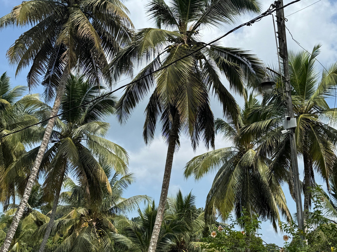 Tsara Tea-Akuressa必去景点