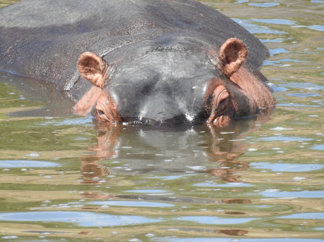 Maasai Mara National Reserve-纳罗克必去景点