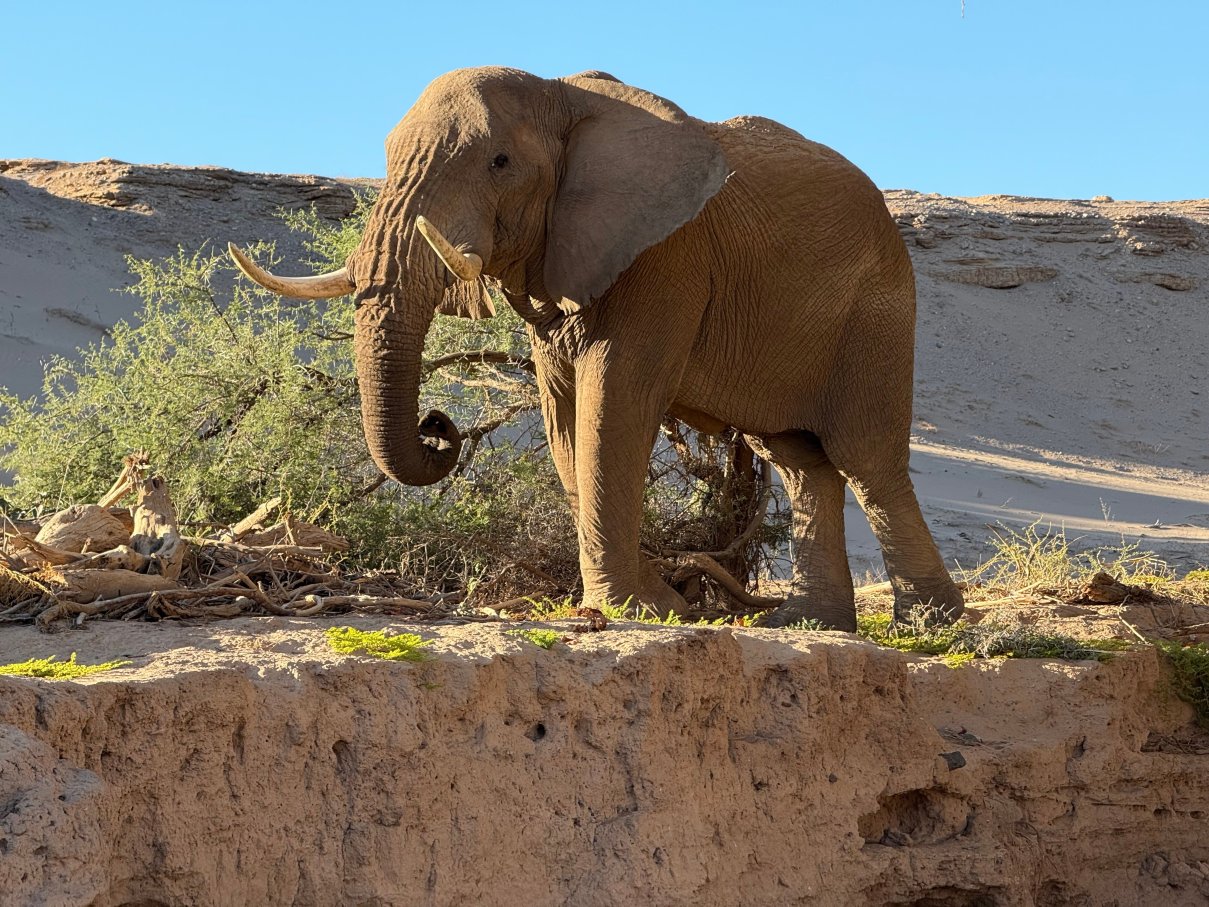 Wilderness Hoanib Skeleton Coast Camp-官方