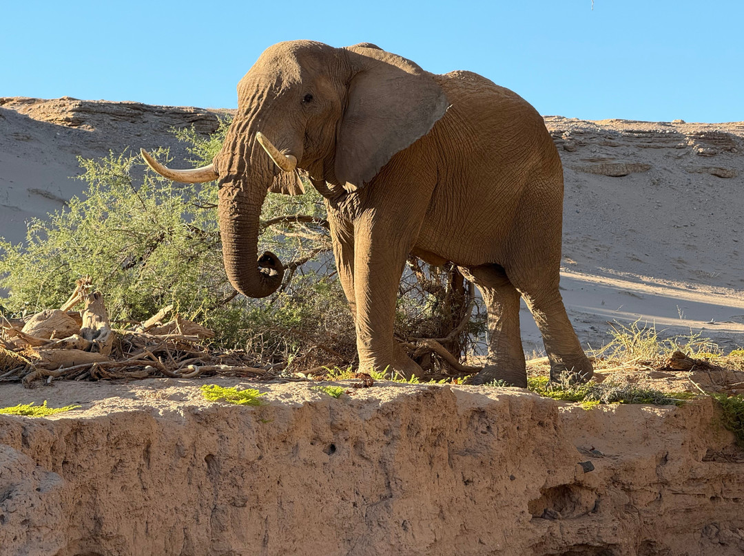 Wilderness Hoanib Skeleton Coast Camp主图
