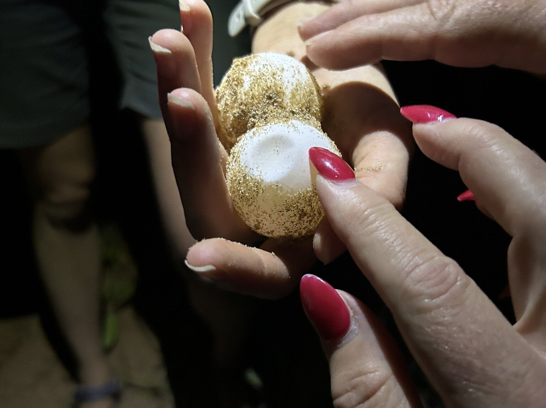 Mon Repos Turtle Encounter-邦德堡必去景点