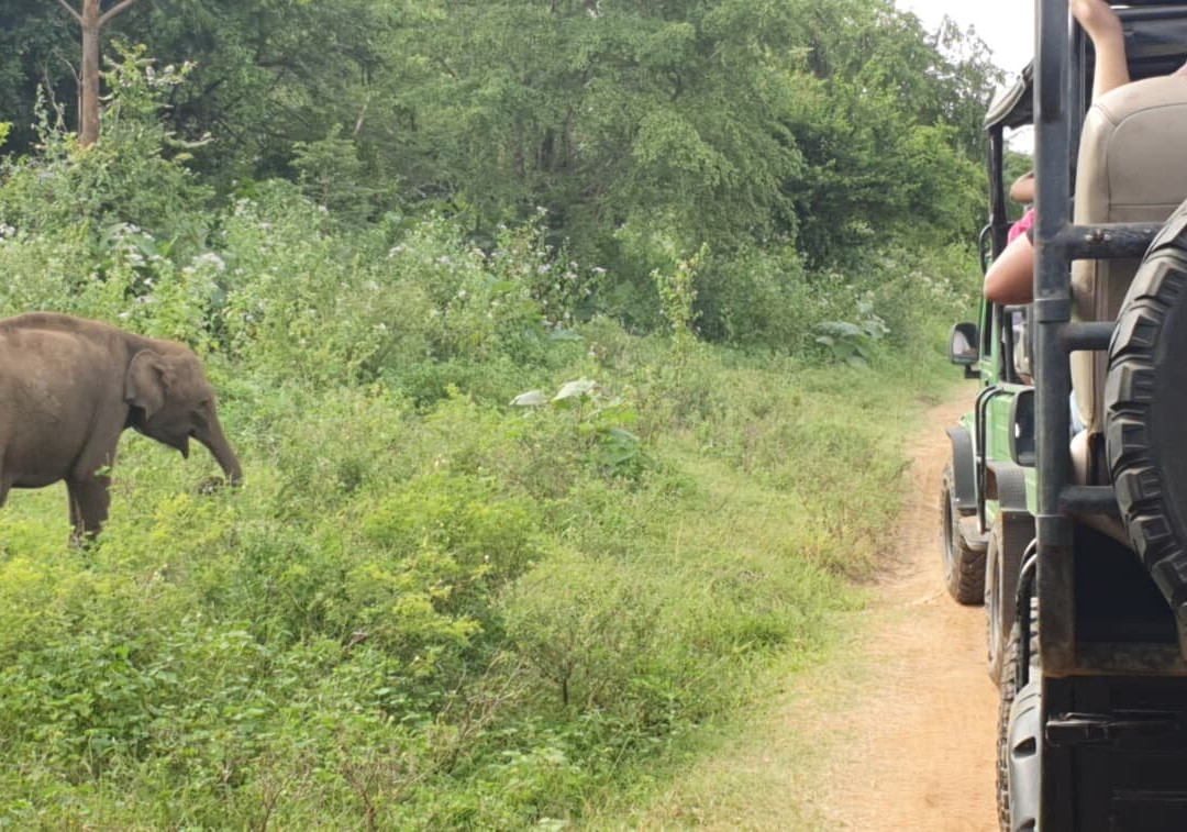 Udawalawe Lahiru Safari Guide Tours-乌达瓦拉维国家公园必去景点