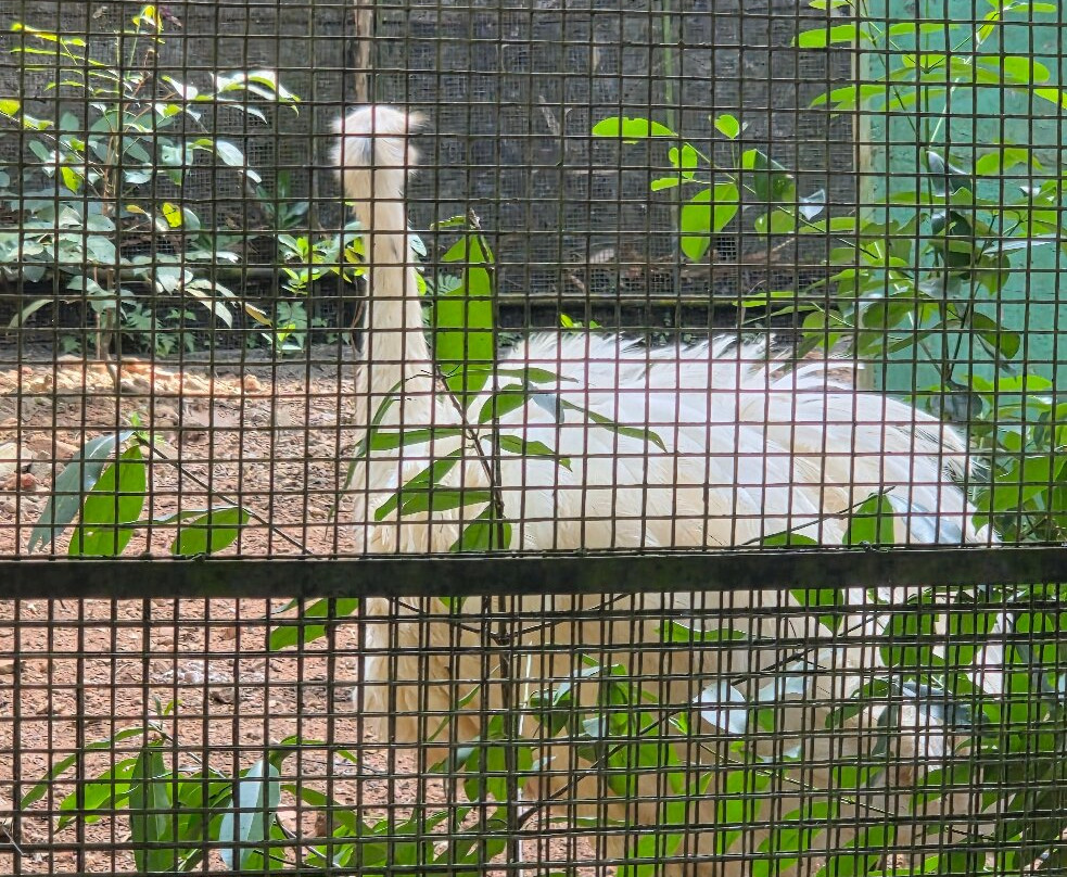 Thiruvananthapuram Zoo-提卢湾安塔普兰（特里凡德伦）必去景点