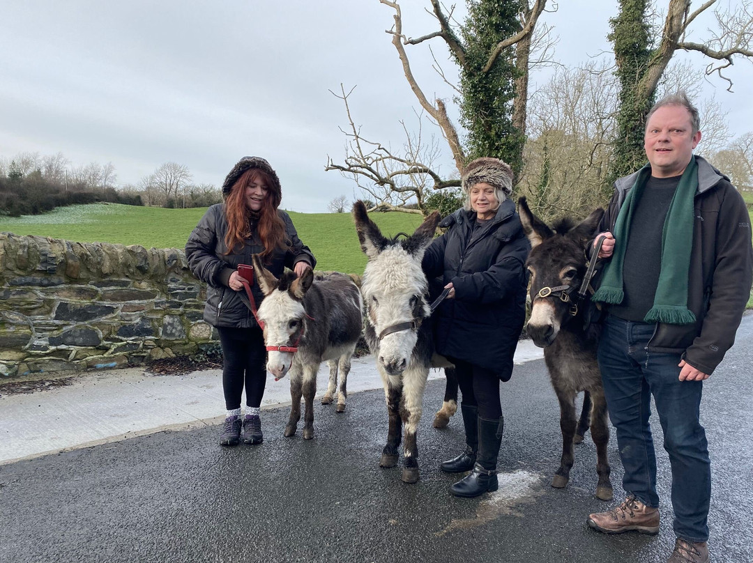 Kinedale Donkeys-Ballynahinch必去景点