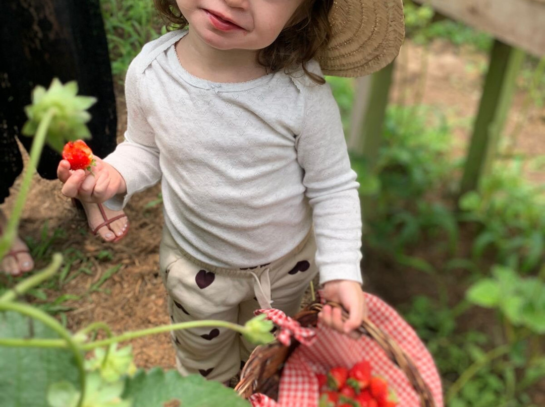 Casa Do Morango-Nova Petropolis必去景点