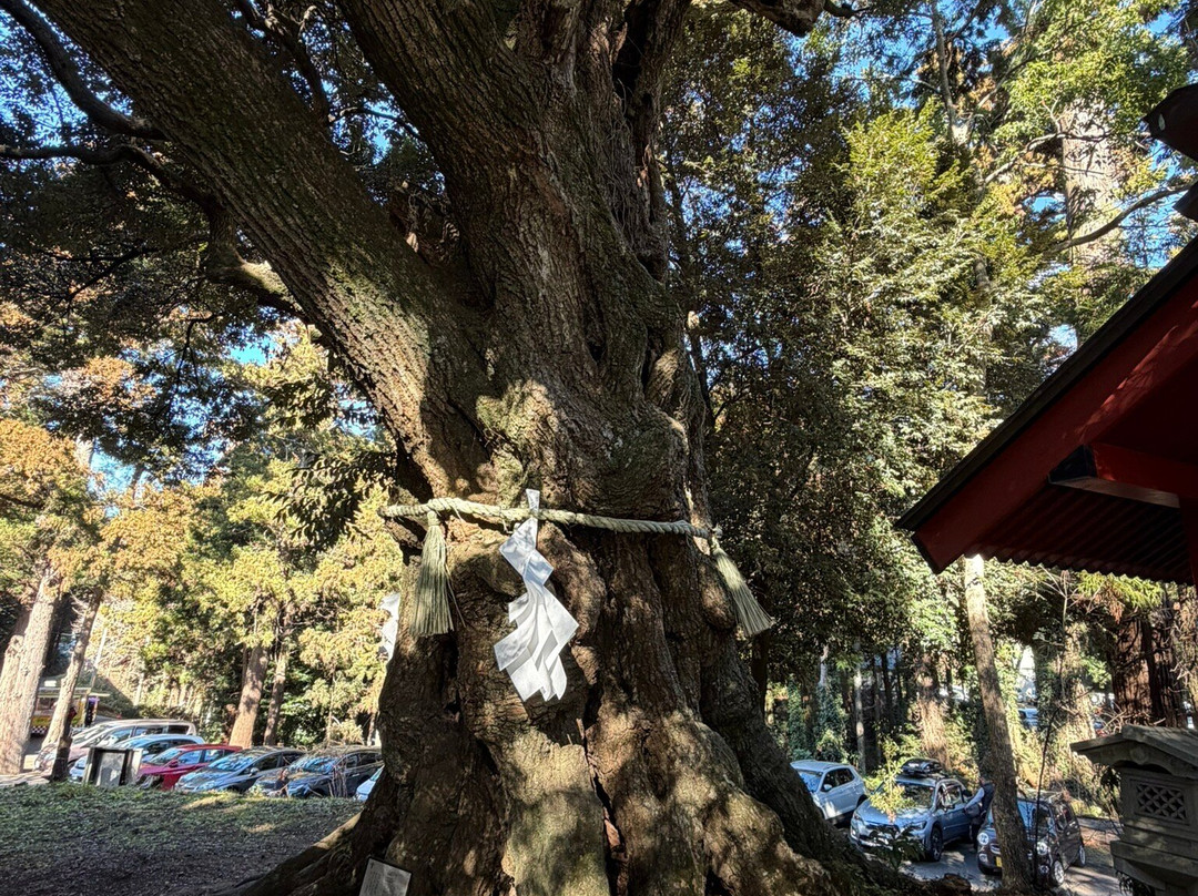 Osugi Shrine-稲敷市必去景点