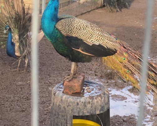 Peacocks Uk-Kempsey必去景点