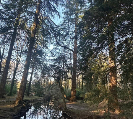 新森林国家公园-林德赫斯特必去景点