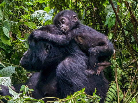 Unveil Uganda safaris-恩德培必去景点