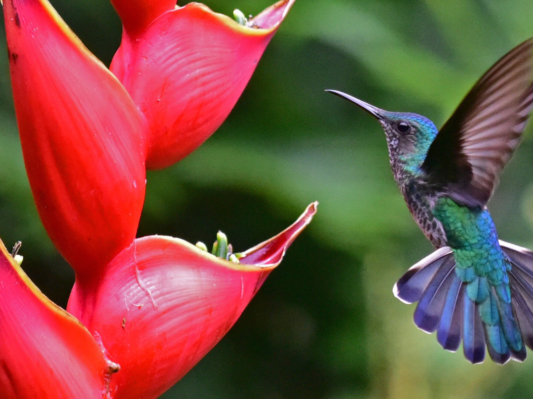 Dave & Dave's Costa Rica Nature Park-La Virgen必去景点