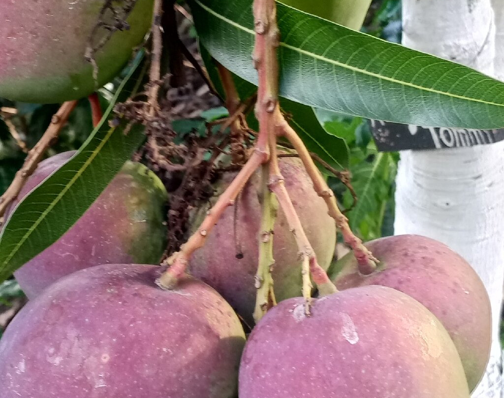 Vilcaroma Coffee-Vilcabamba必去景点