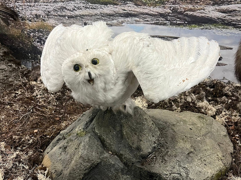 Murmansk Regional Museum of Local History-摩尔曼斯克必去景点