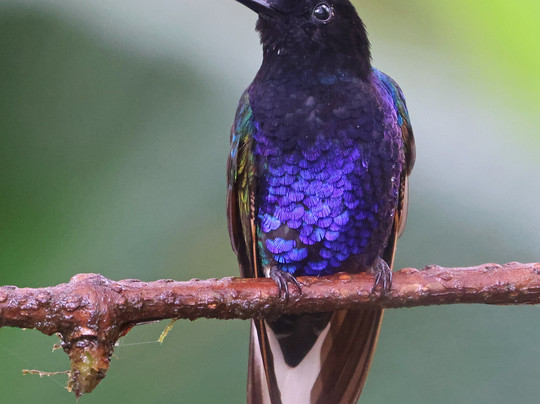 Ecuador Birds Tours-基多必去景点