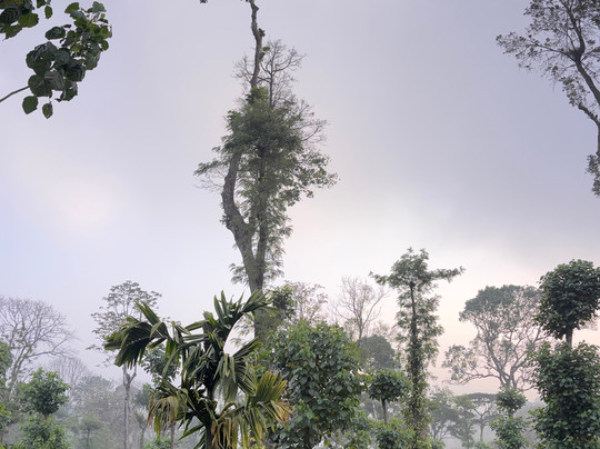 Heights Farm Stay | Coffee Estate Stay主图