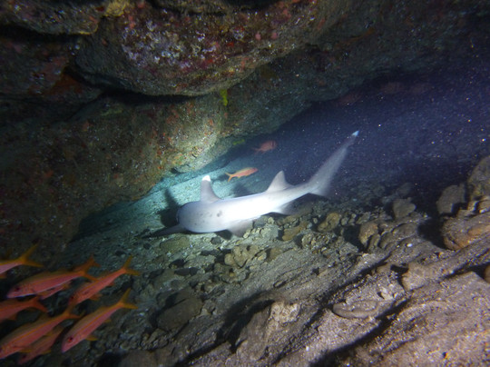 Scuba Barry LLC-维雷亚必去景点