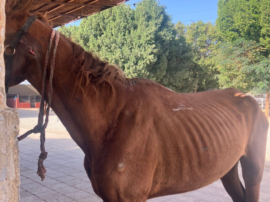 ACE - Animal Care in Egypt-卢克索必去景点