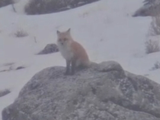 Yellowstone Wild-加德纳必去景点
