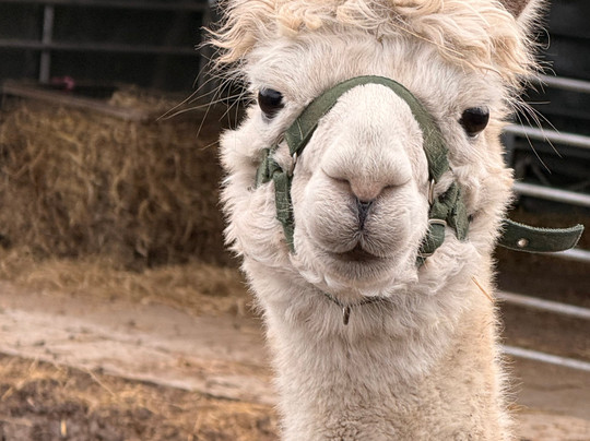 Woodlands Alpaca Farm-沃灵顿必去景点