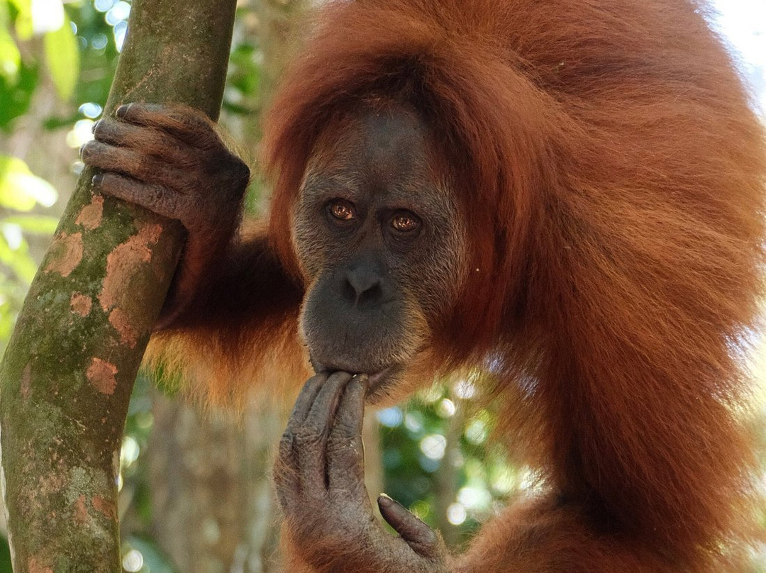 Sumatra Orangutan Tours-武吉拉旺必去景点