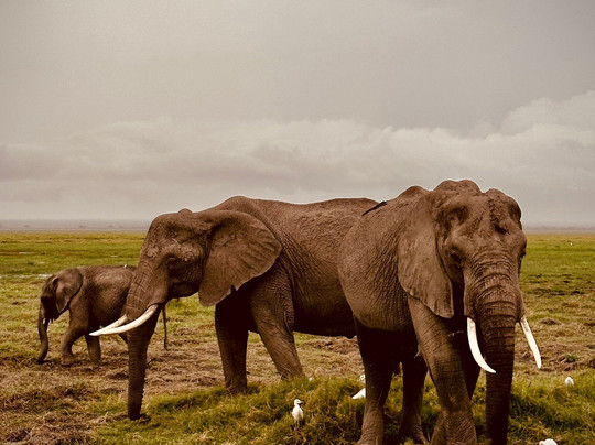 Shadows of Africa-阿鲁沙必去景点