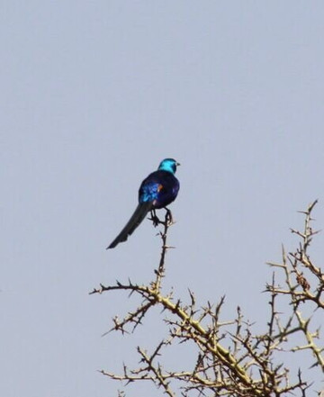 Gemfinders Safaris-内罗毕必去景点