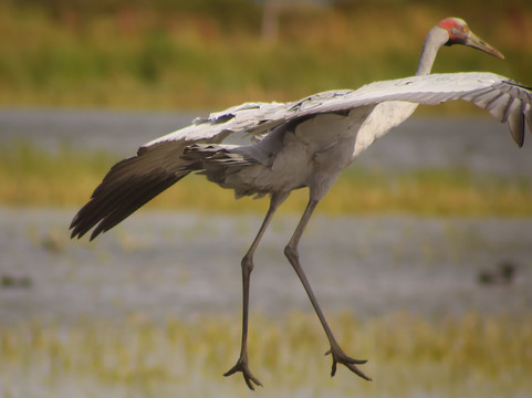 The Western Treatment Plant-韦里比必去景点
