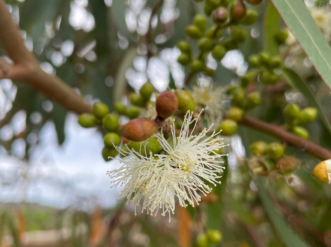 Franklins Lookout-Arthurs Seat必去景点