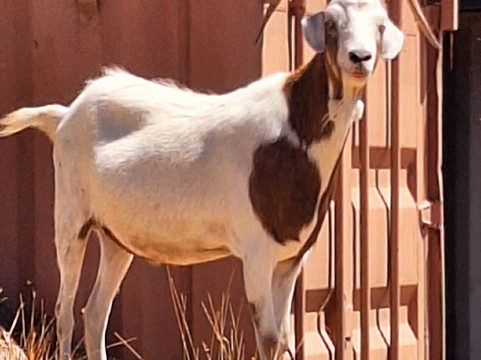 Edgar's Mission-Lancefield必去景点