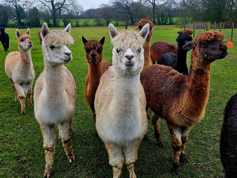 Cheshire Alpacas-Antrobus必去景点