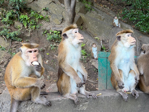 Sri Lanka Kavi Tours-卡卢特勒必去景点