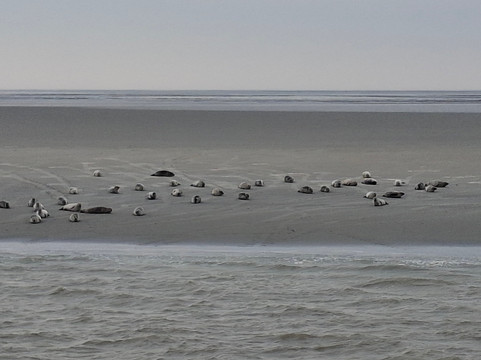 Zeehond Robbentocht-Nes必去景点