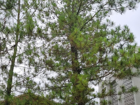 Rumah Atsiri Indonesia-Tawangmangu必去景点