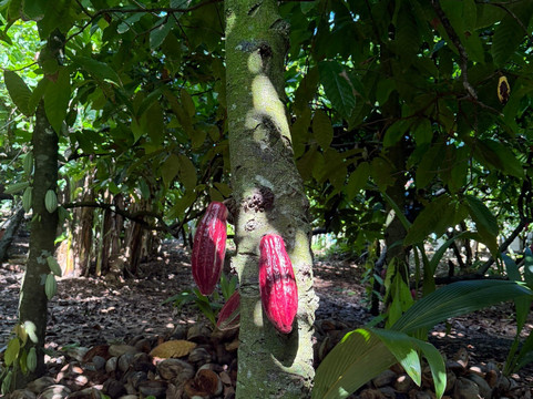 Ismael Transfer Tour-普拉塔港必去景点