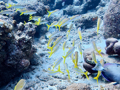 The Diveshop Curacao-威廉斯塔德必去景点