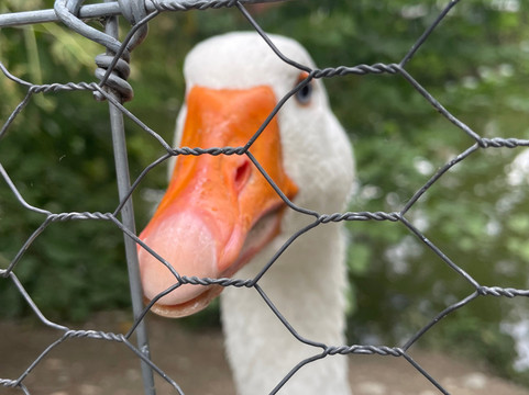 Zoo Ramnicu Valcea-勒姆尼库沃尔恰必去景点