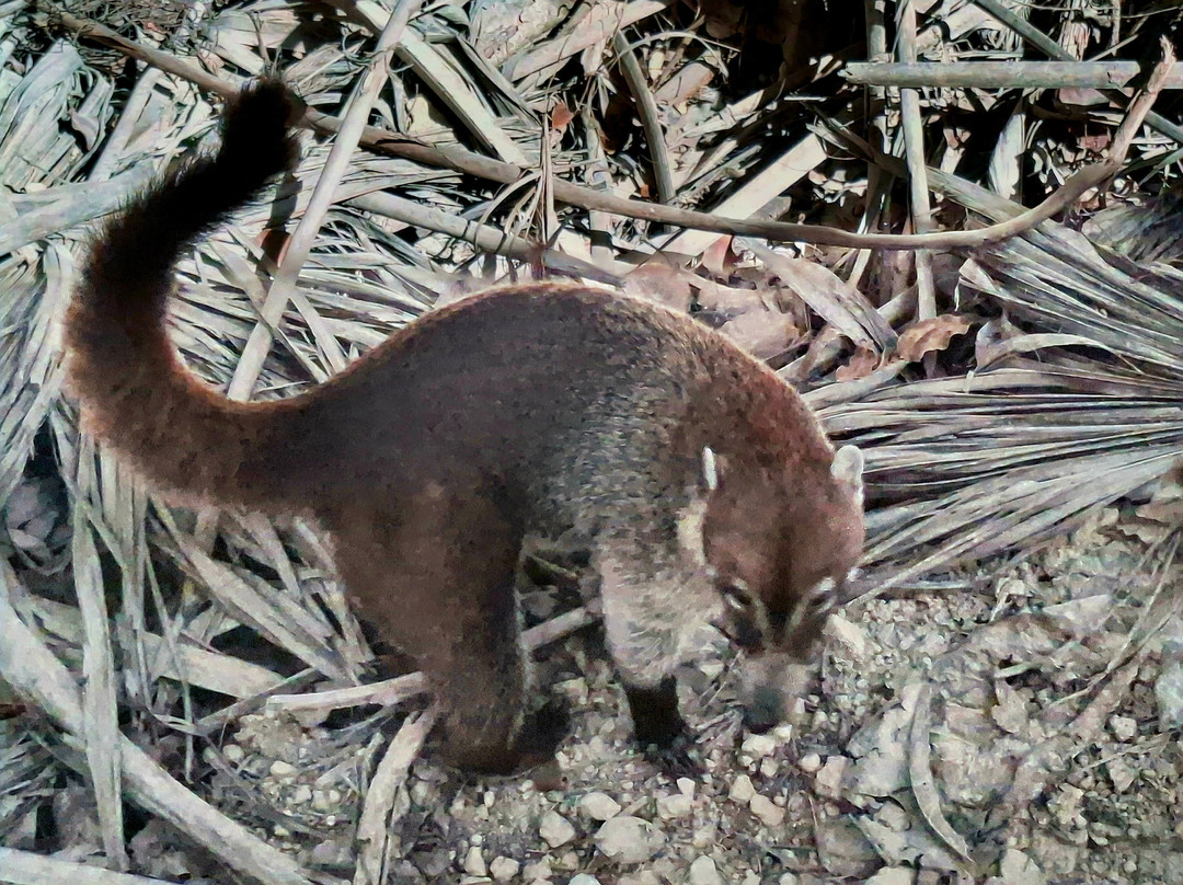 Pixan Ka'an-图伦必去景点