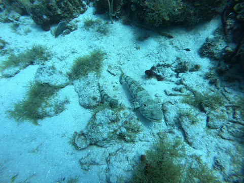 Tropical Sea Divers-博卡奇卡必去景点