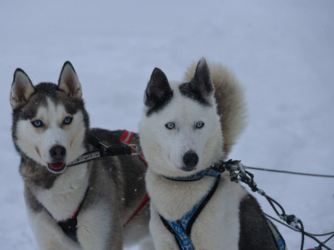 Kota-Husky-Posio必去景点