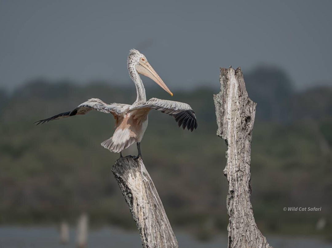 Yala Wild Cat Safari-Thanamalwila必去景点