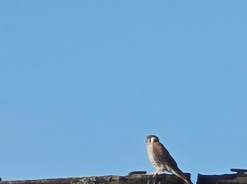 Centro de Humedales Río Cruces-瓦尔迪维亚必去景点