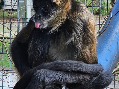 Jungle Friends Primate Sanctuary-盖恩斯维尔必去景点