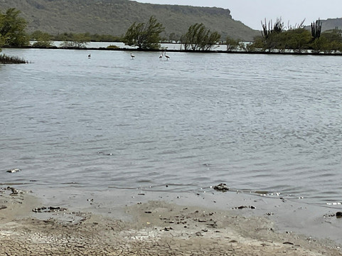 Flamingo Sanctuary Sint Willibrordus-Sint Willibrordus必去景点