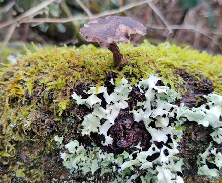 Welsh Wildlife Centre-Cardigan必去景点