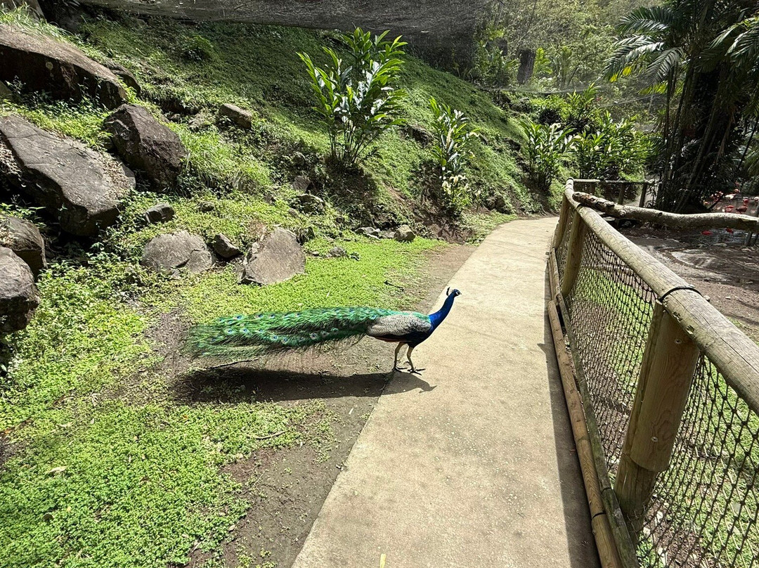 Zoo de Martinique-Le Carbet必去景点