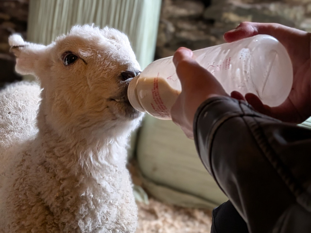 South Lakes Farm Experiences-Grange-over-Sands必去景点