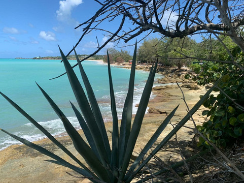 Treehouse Beach Club