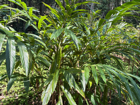 National Spice Garden of Sri Lanka-Matale必去景点