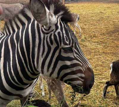 Parque Safari-兰卡瓜必去景点