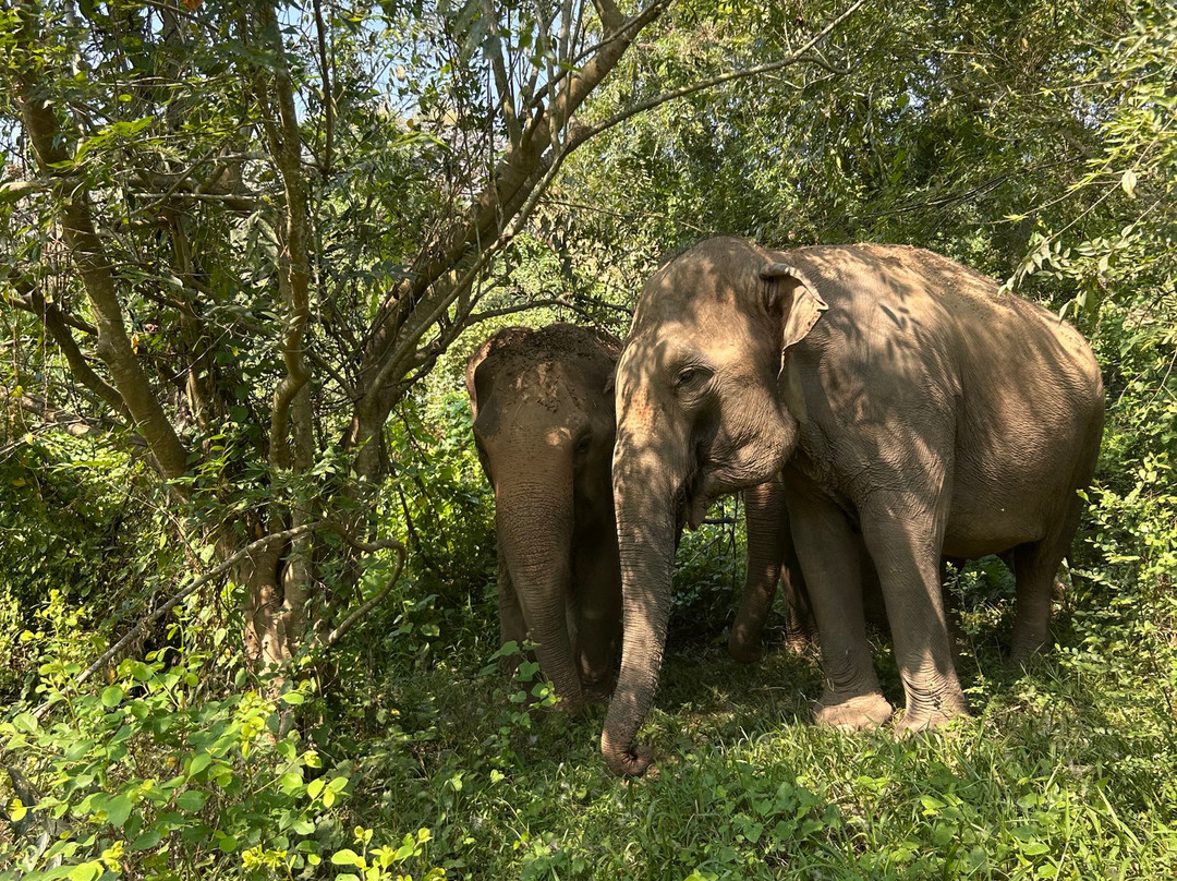 Elephant Haven-柿约必去景点