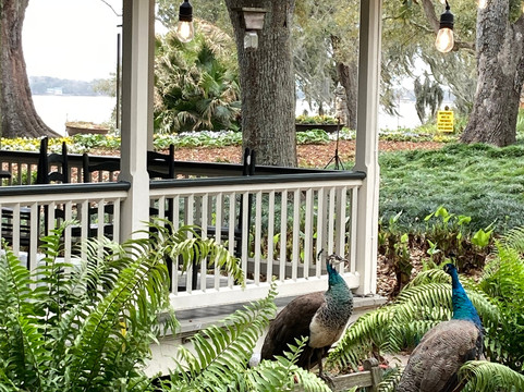 Palmetto Island State Park-Abbeville必去景点